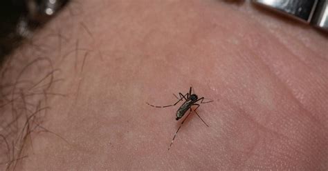 What to Know About E.E.E., a Rare Mosquito.
